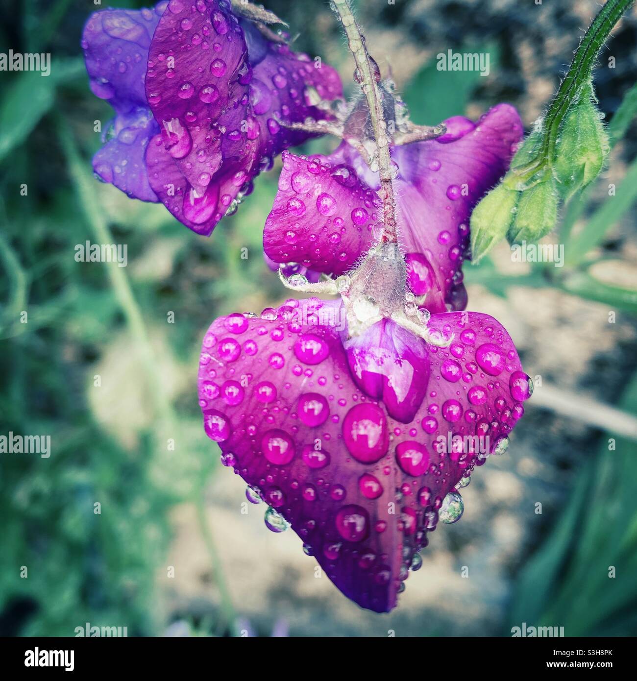 A close up photograph of sweet pea flowers in the rain - Smartphone Captured Stock Image