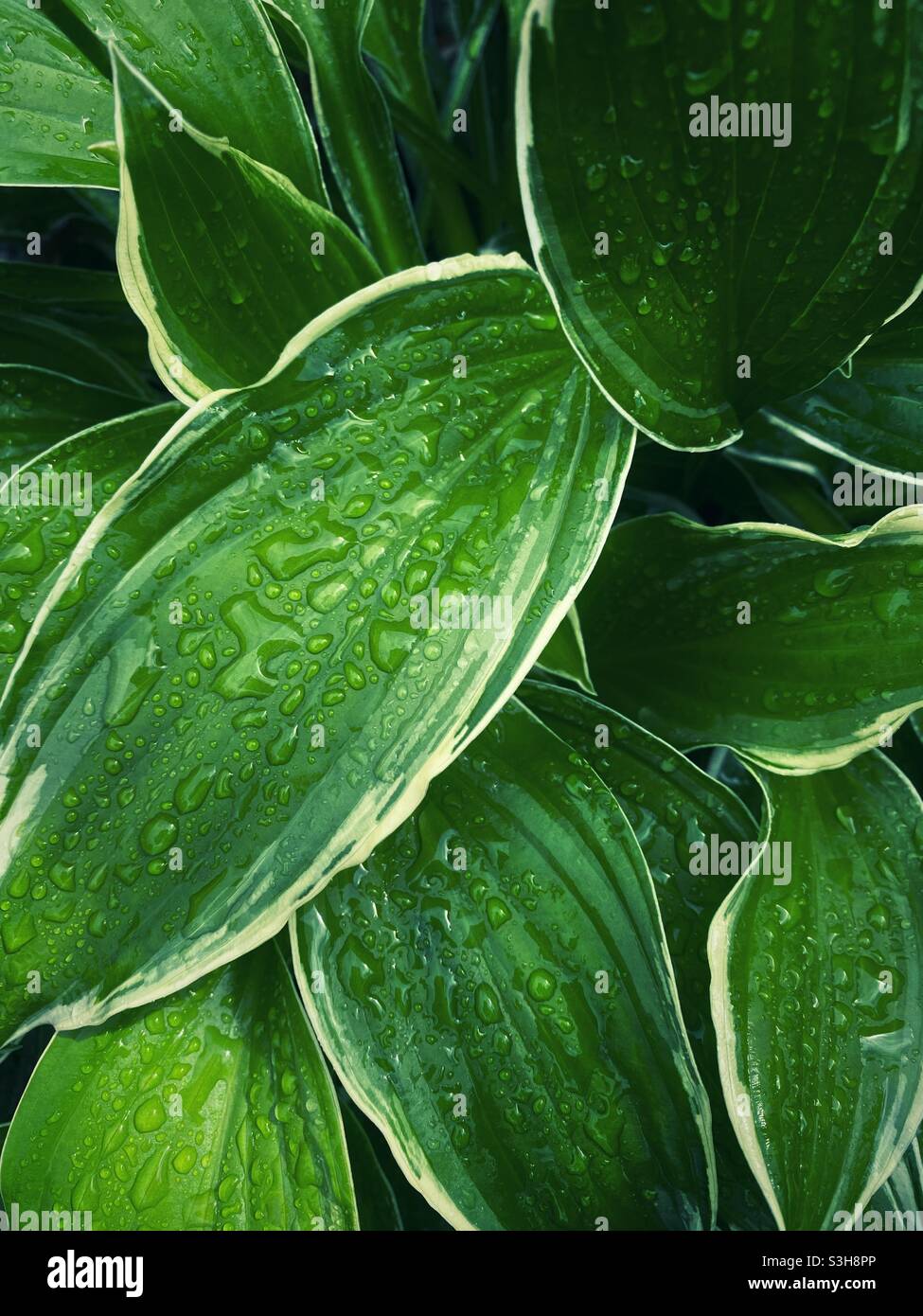 A close up photograph of hosta leaves in the rain Stock Photo