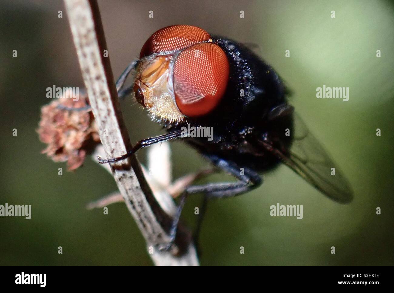 Macro of insect - Smartphone Captured Stock Image