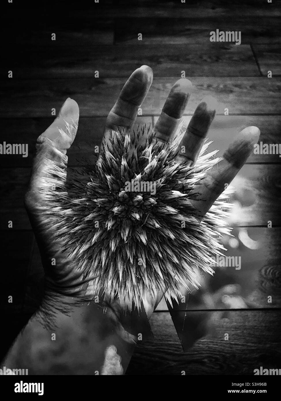 Black and white double exposure of a hand holding a spiky plant Stock Photo