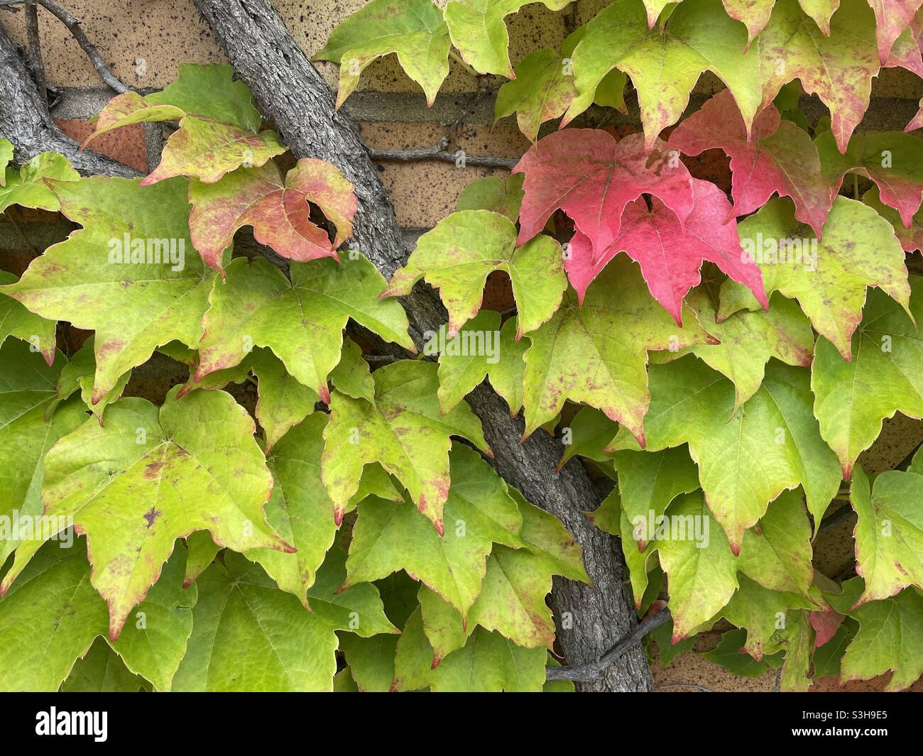 Green and red ivy on a brick wall, NYC, USA - Smartphone Captured Stock Image