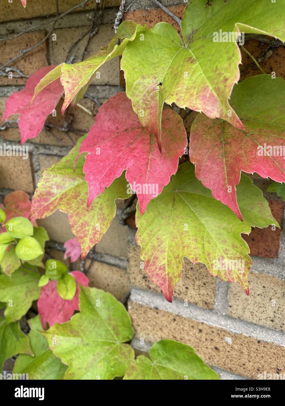 Green and red ivy on a tan brick wall, NYC,USA - Smartphone Captured Stock Image