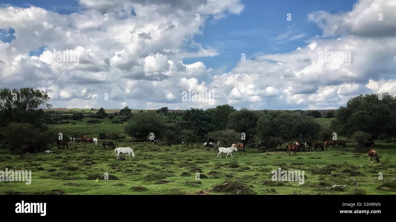 Grazing ponies in the New Forest - Smartphone Captured Stock Image