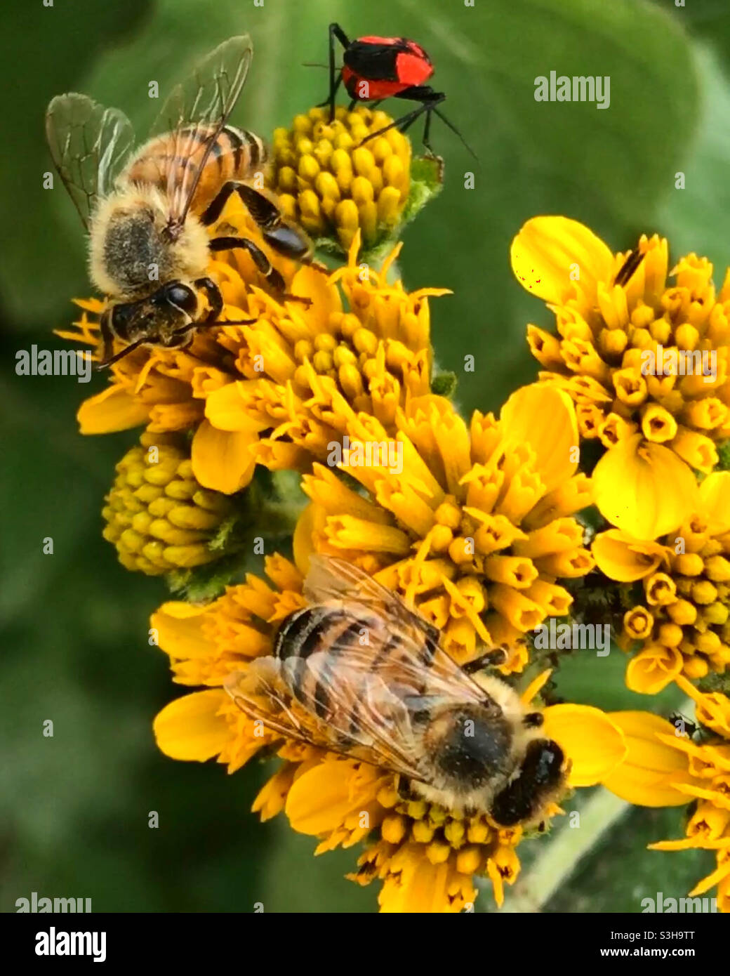 Bees and a bug lick in a yellow flower in a forest in Mexico - Smartphone Captured Stock Image