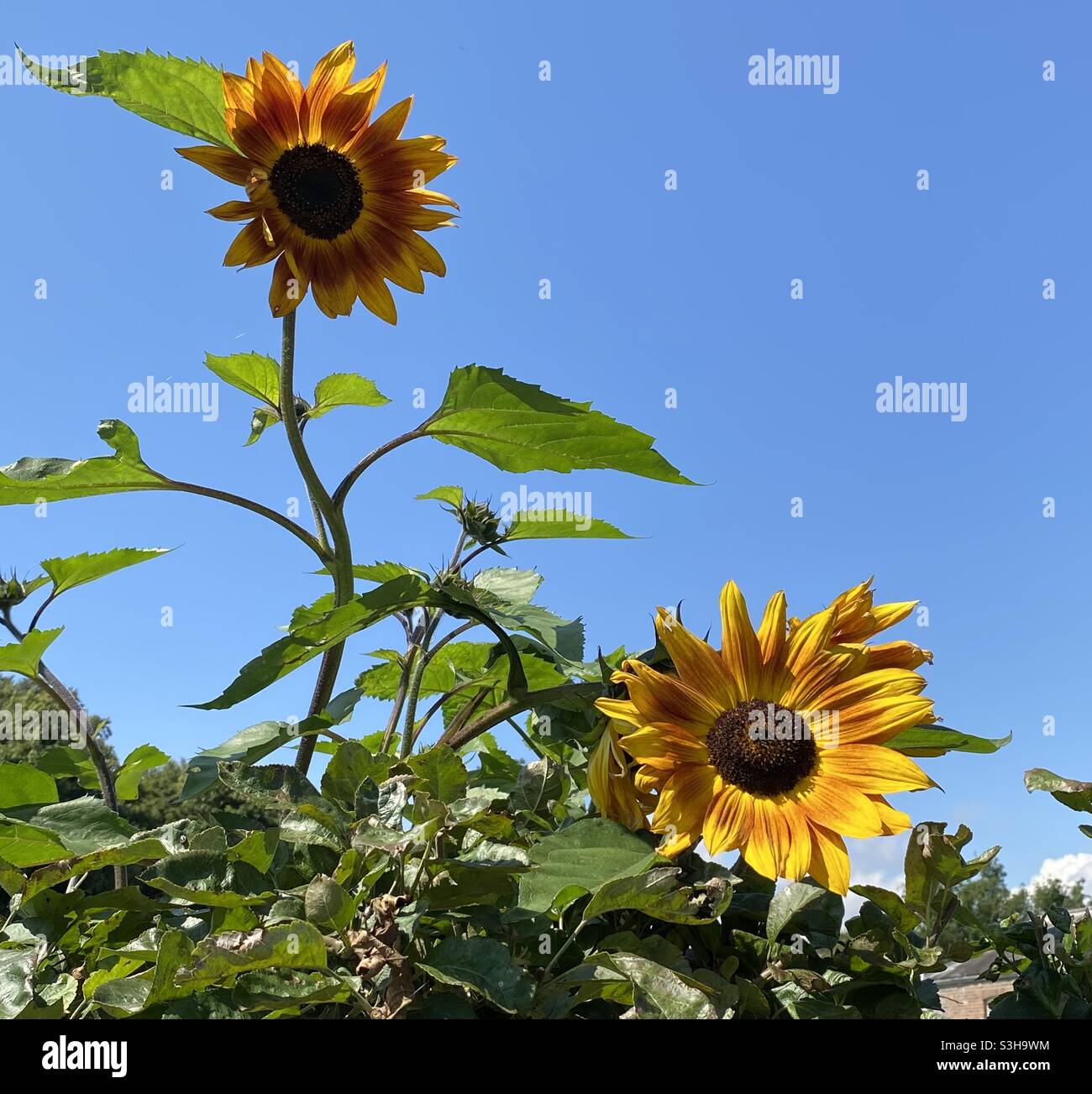 Sunflower height hires stock photography and images Alamy