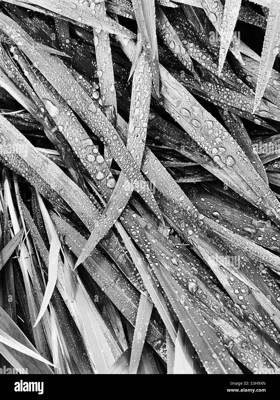 Grass with dew droplets, in black snd white - Smartphone Captured Stock Image