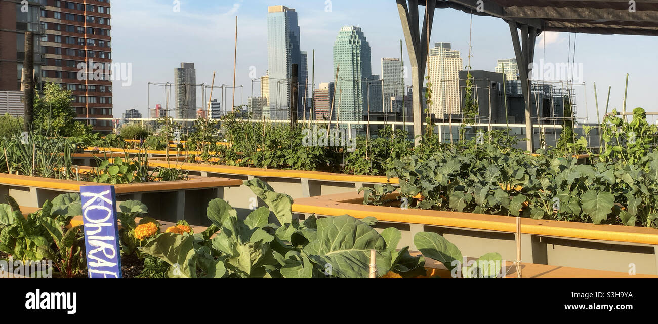 Raised beds of vegetables Green rooftop vegetable garden on the terrace of a high rise building in Long Island City, Queens Stock Photo