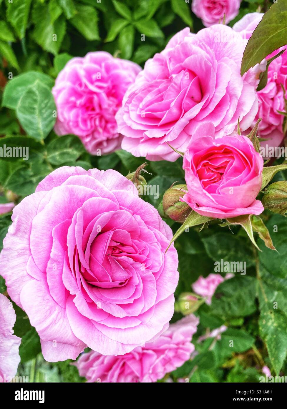 Pink roses in a garden in England Stock Photo - Alamy