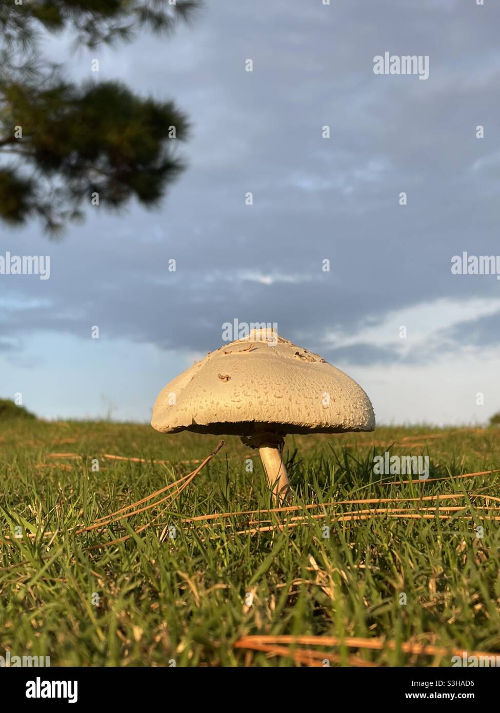 Large mushroom with evening sun glow on landscape Stock Photo