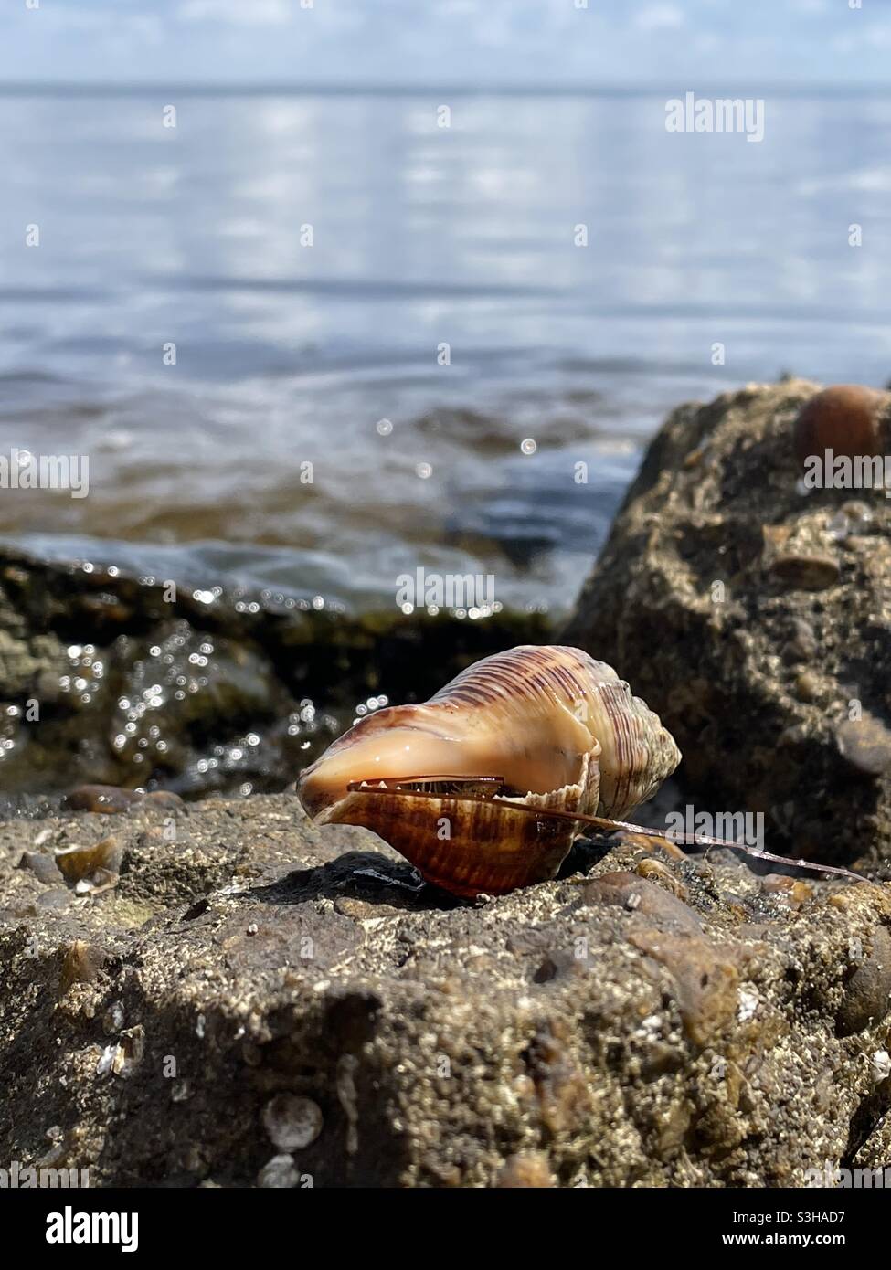 Select focus on a colorful hermit crab shell - Smartphone Captured Stock Image
