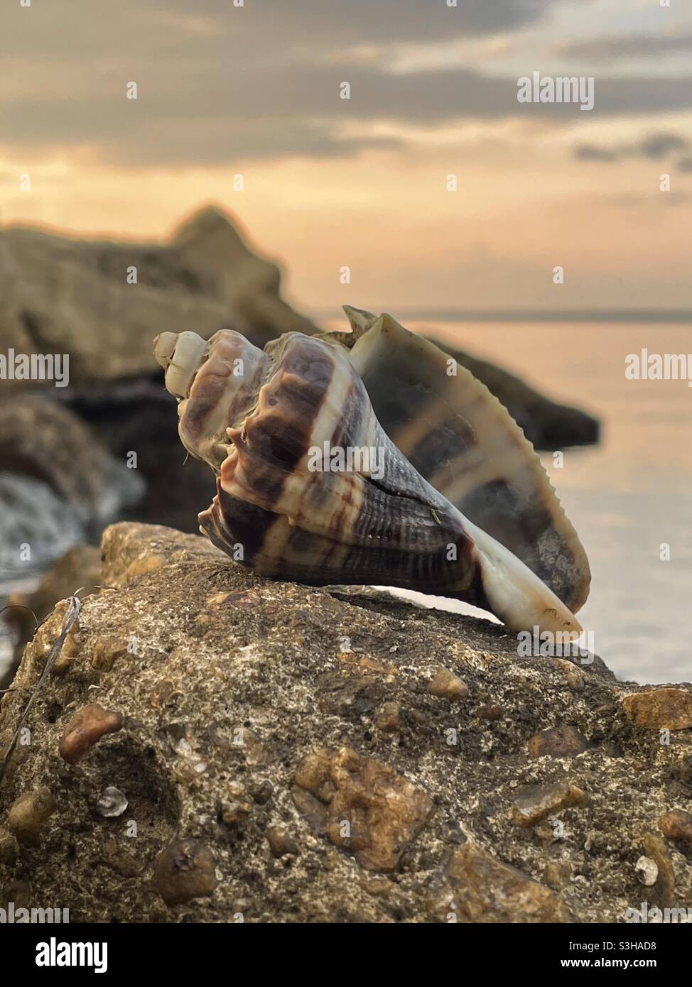 Select focus on a large hermit crab shell with blur sunset sky background - Smartphone Captured Stock Image