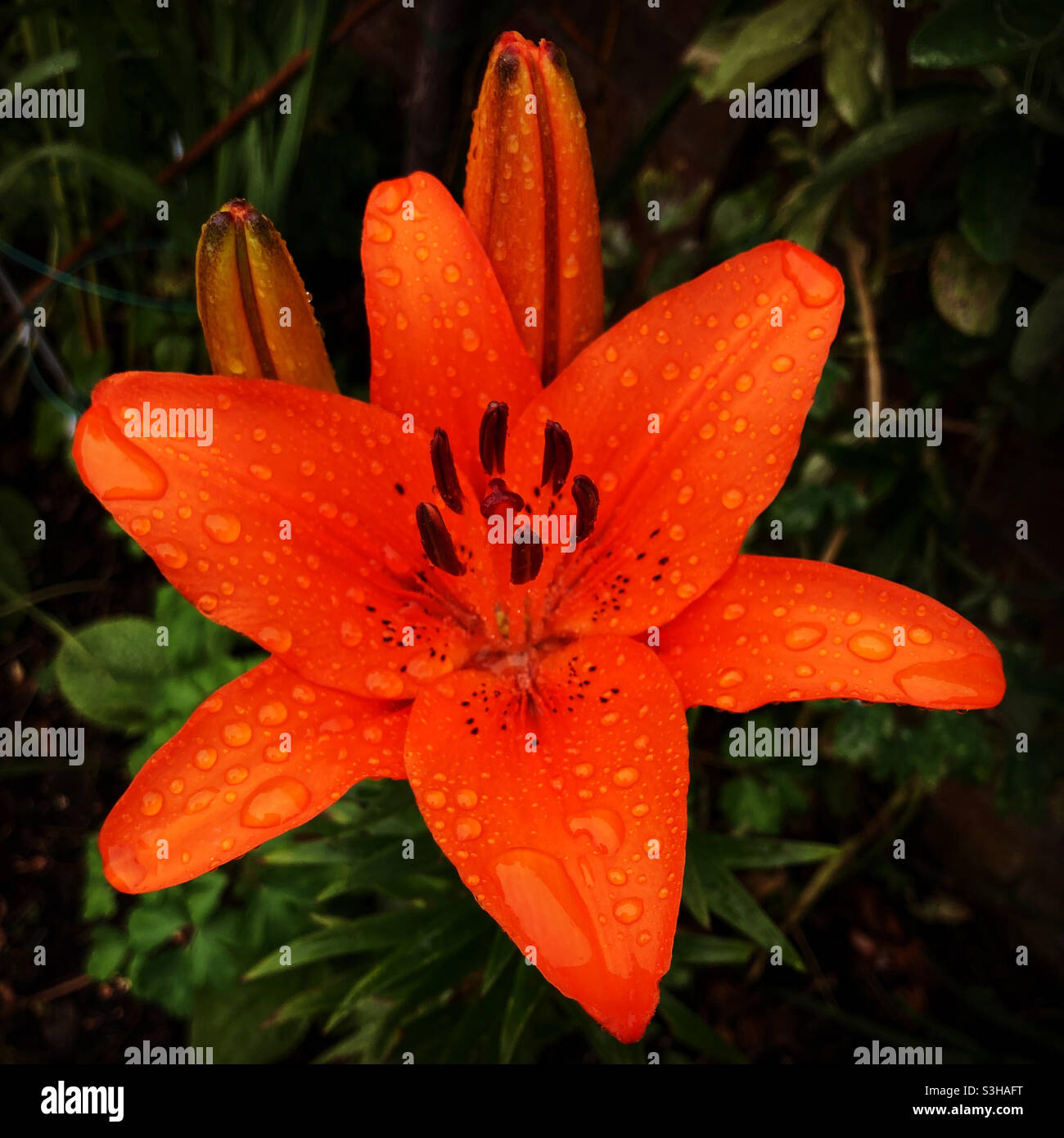 Lily In The Rain - Smartphone Captured Stock Image
