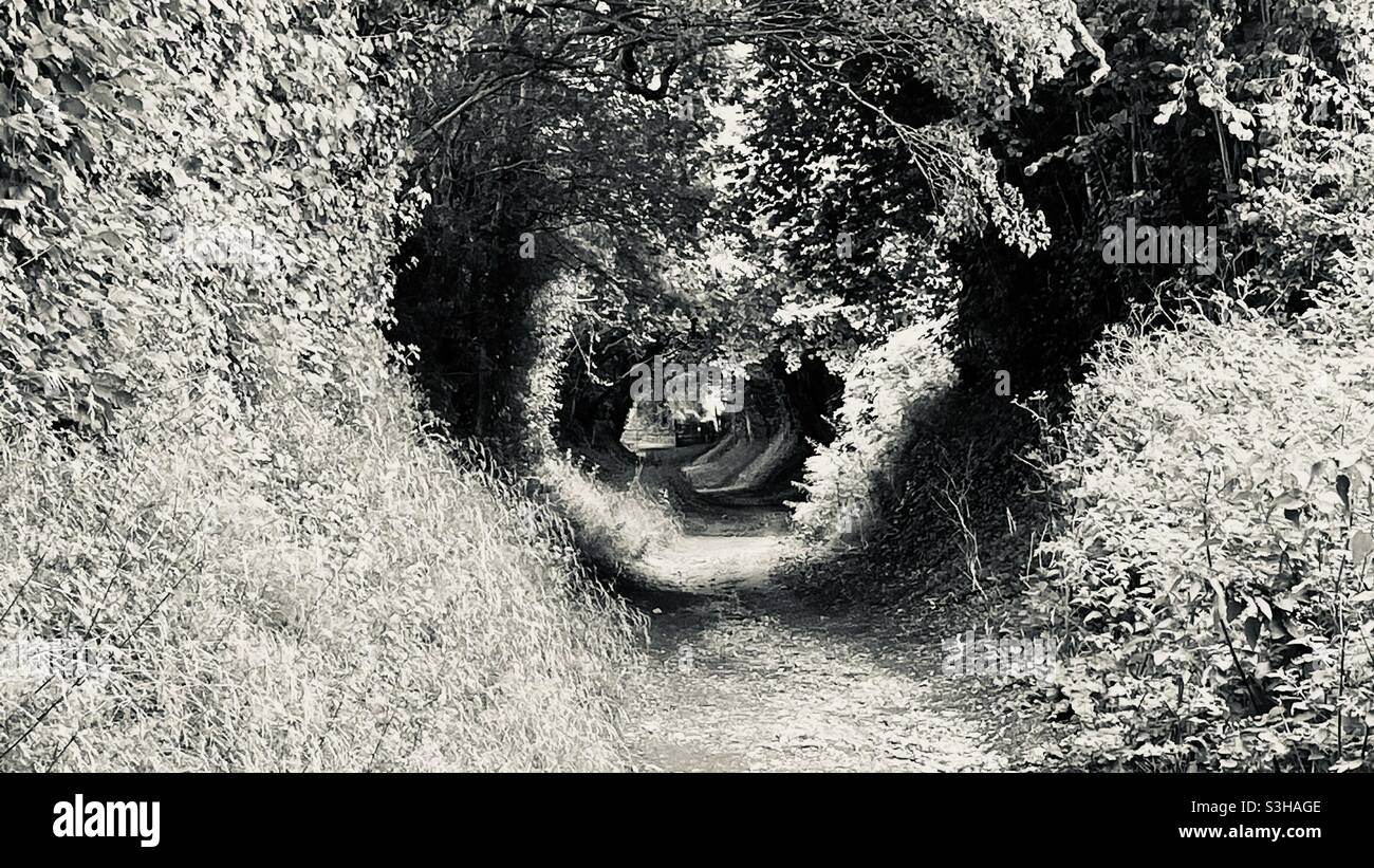 Tree tunnel - Smartphone Captured Stock Image