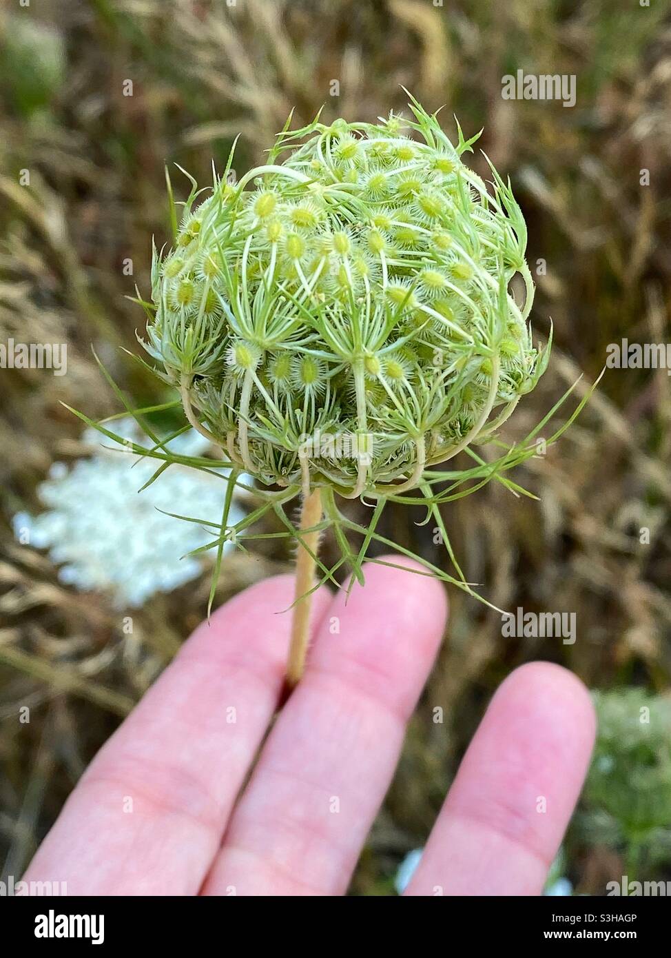 Queen Anne s Lace Plant Stock Photo Alamy queen-anne-s-lace-plant-stock-photo-alamy