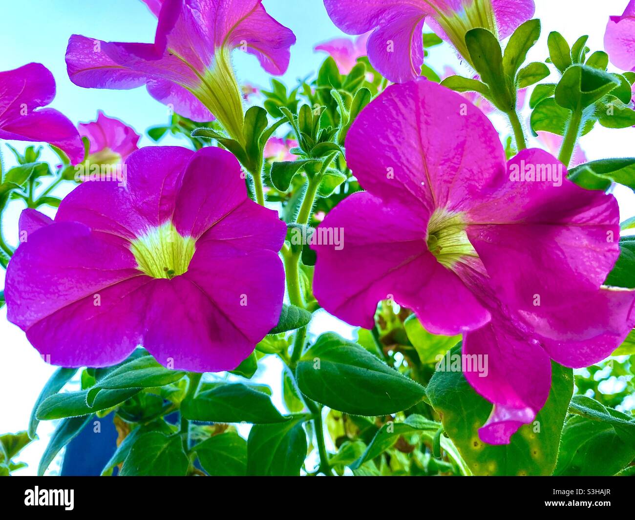 Petunias in bloom Stock Photo Alamy