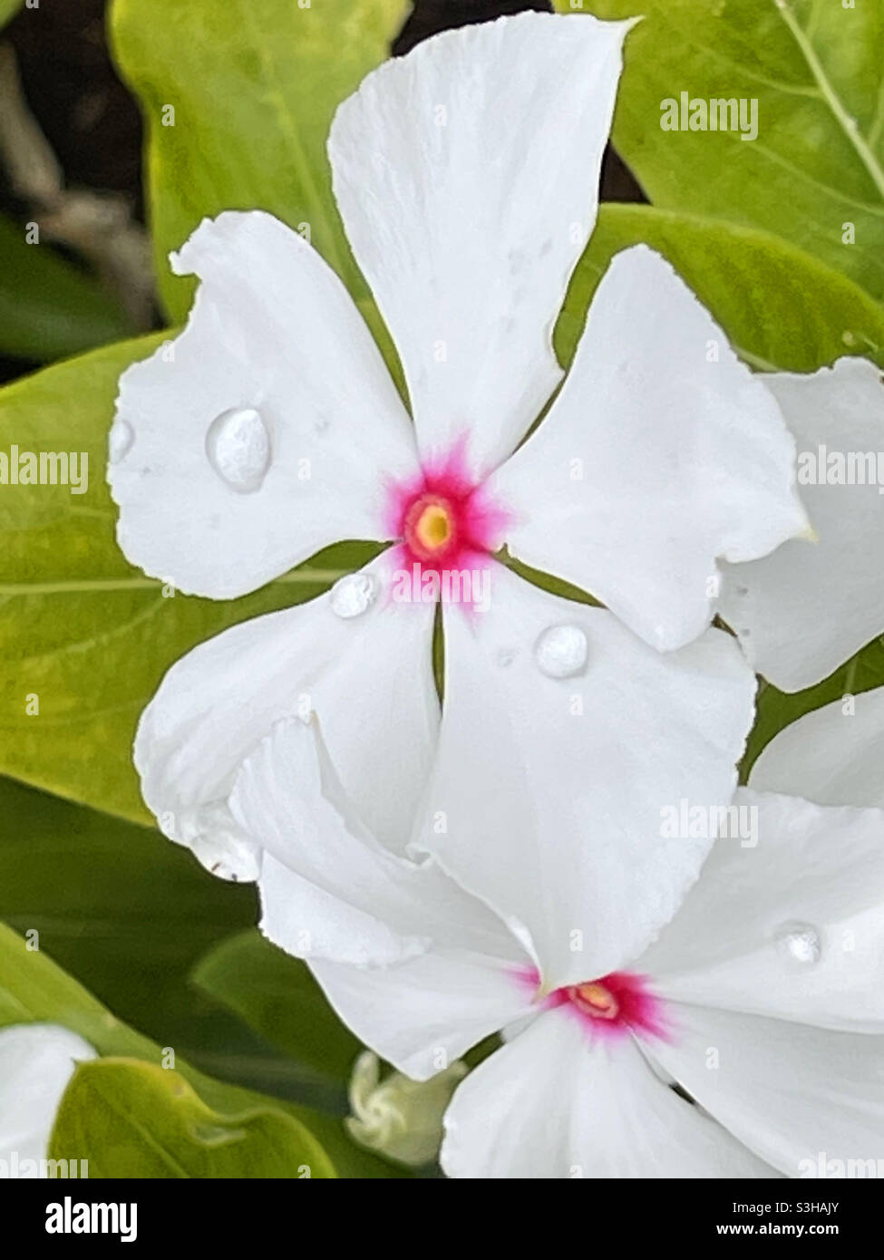 White flower with drops of dew. Close view. - Smartphone Captured Stock Image