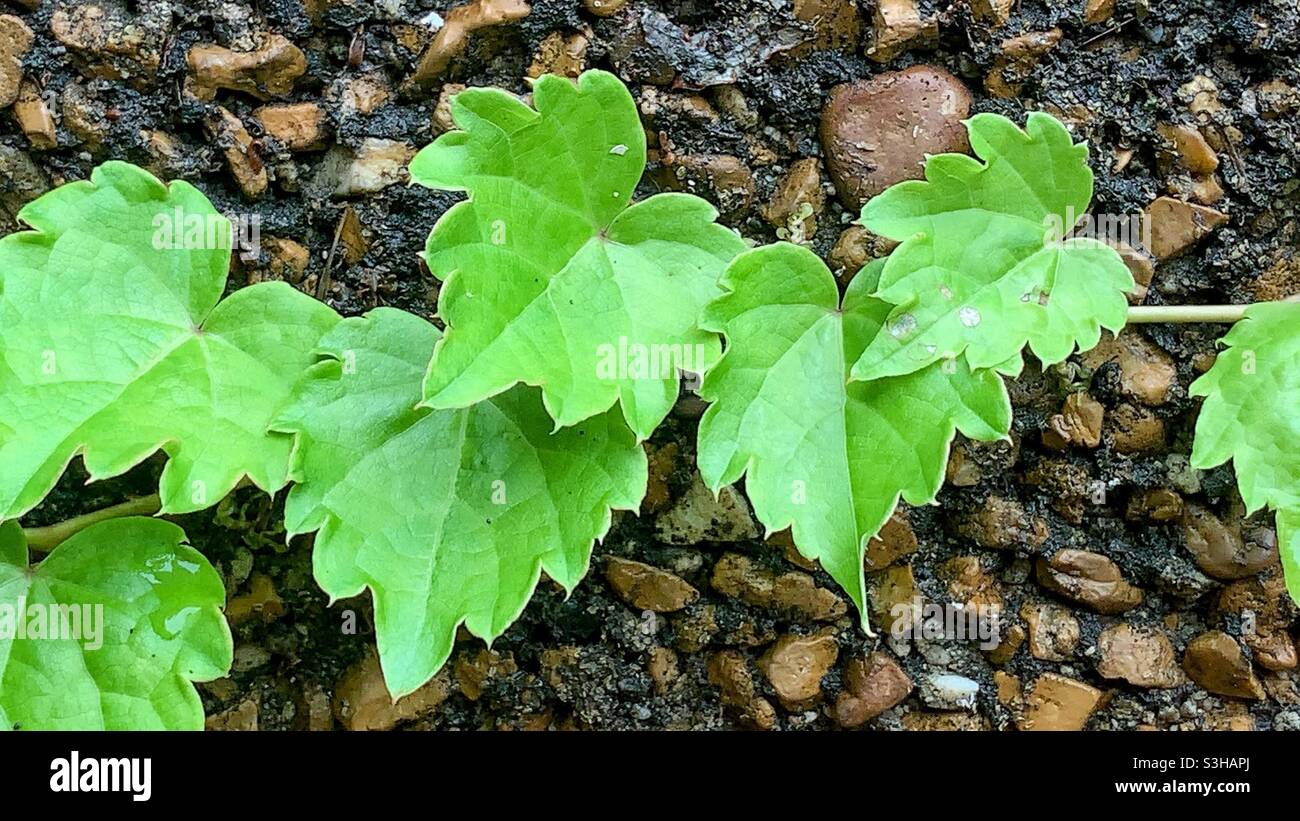 Green ivy growing on the rocky wall. Stock Photo