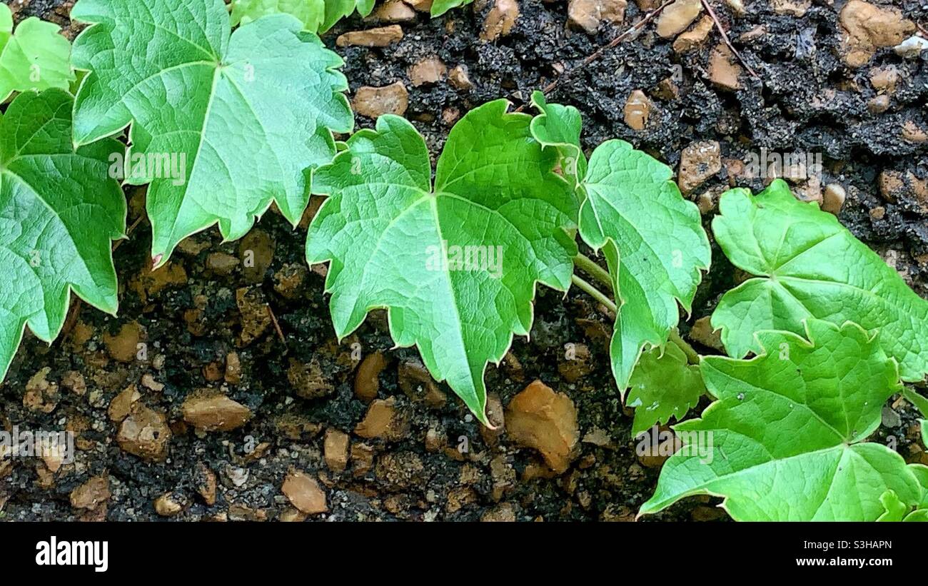 Summer green ivy vine growing on a rocky wall on a beautiful sunny day. Stock Photo