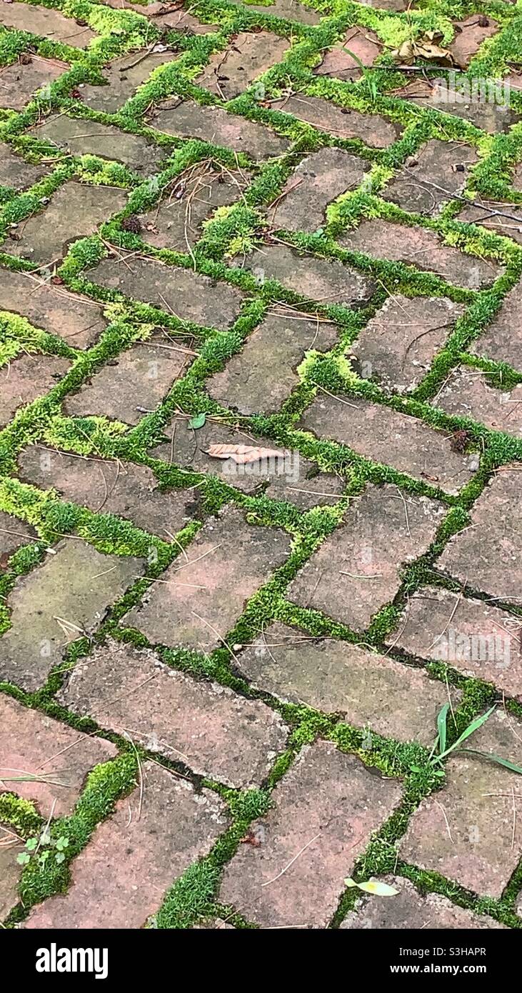 Moss covering a herringbone pattern on a brick walk. Stock Photo