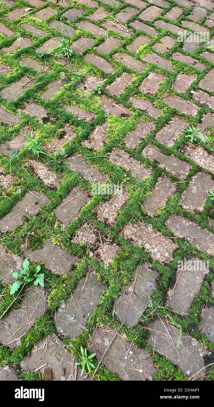 Green moss covering a herringbone pattern on a brick walk. Stock Photo