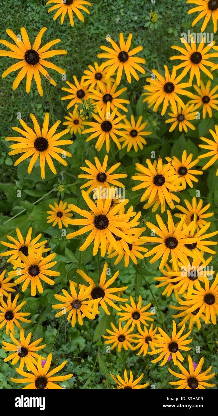 Bright yellow black eyed susan flowers growing in the summer garden. Stock Photo