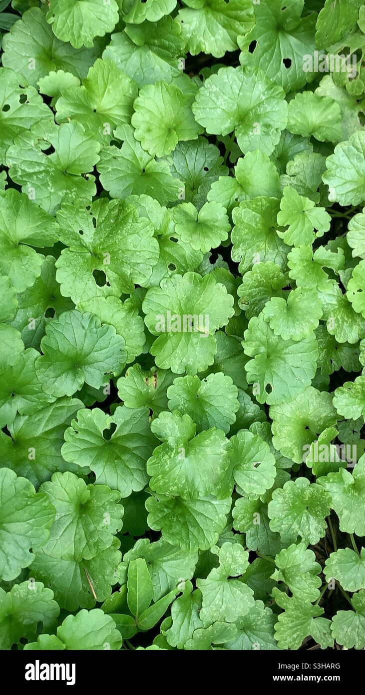 Lush summer green ground cover. Stock Photo
