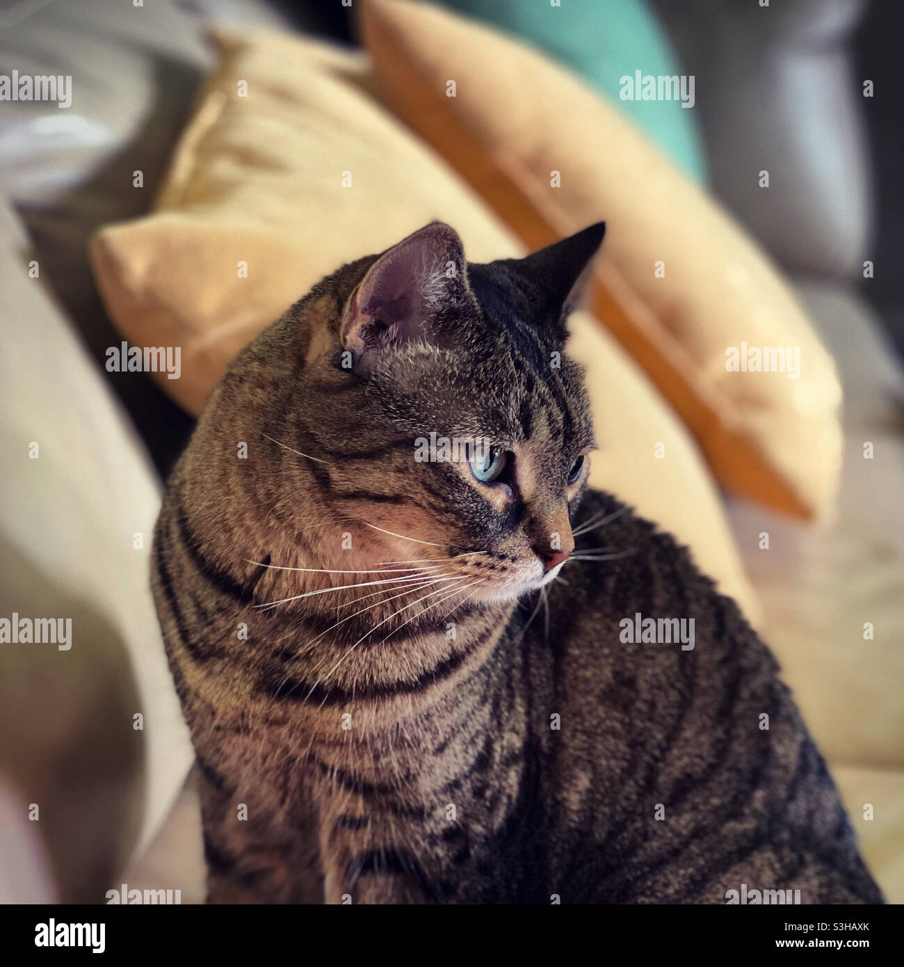 Tabby cat on couch Stock Photo