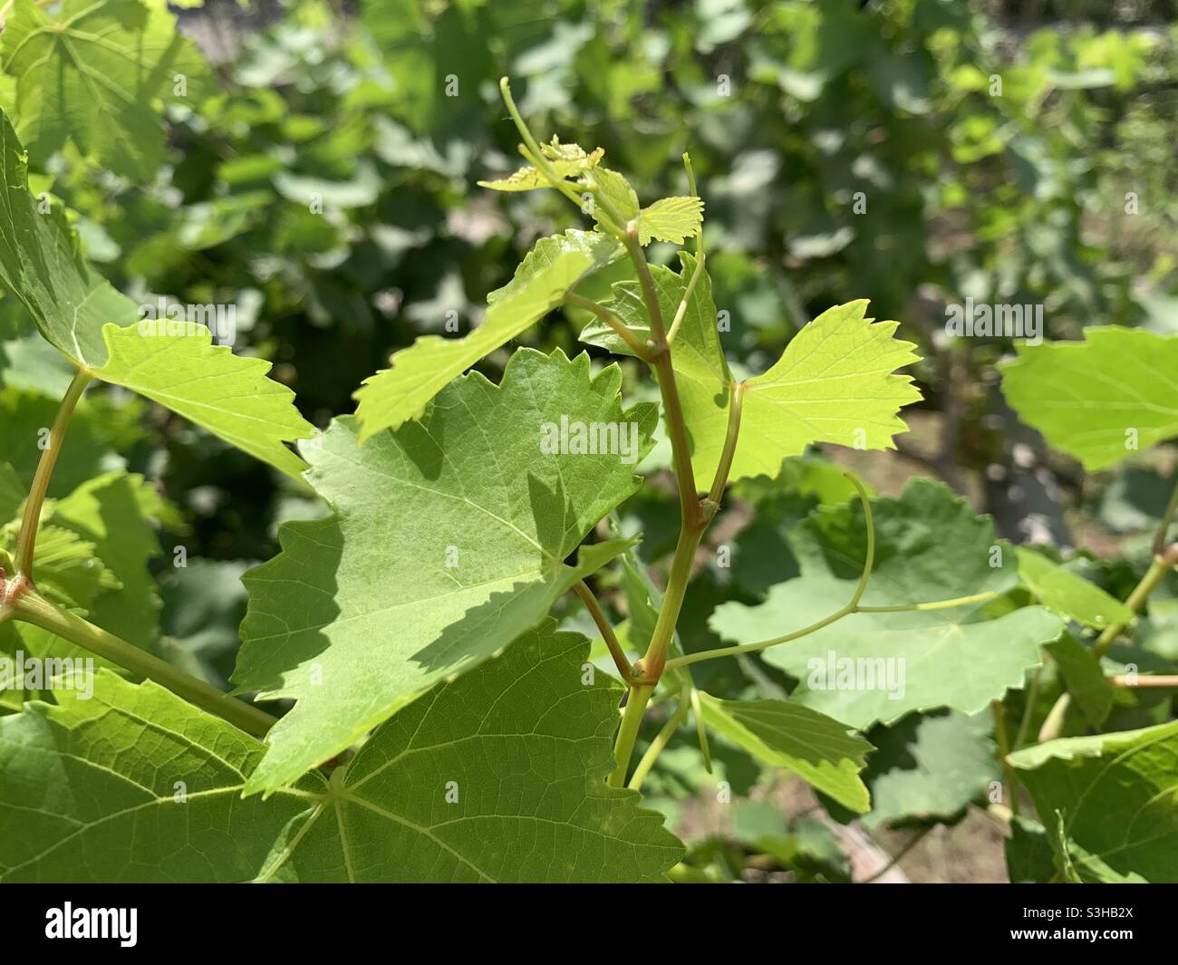 Grapes branch Stock Photo