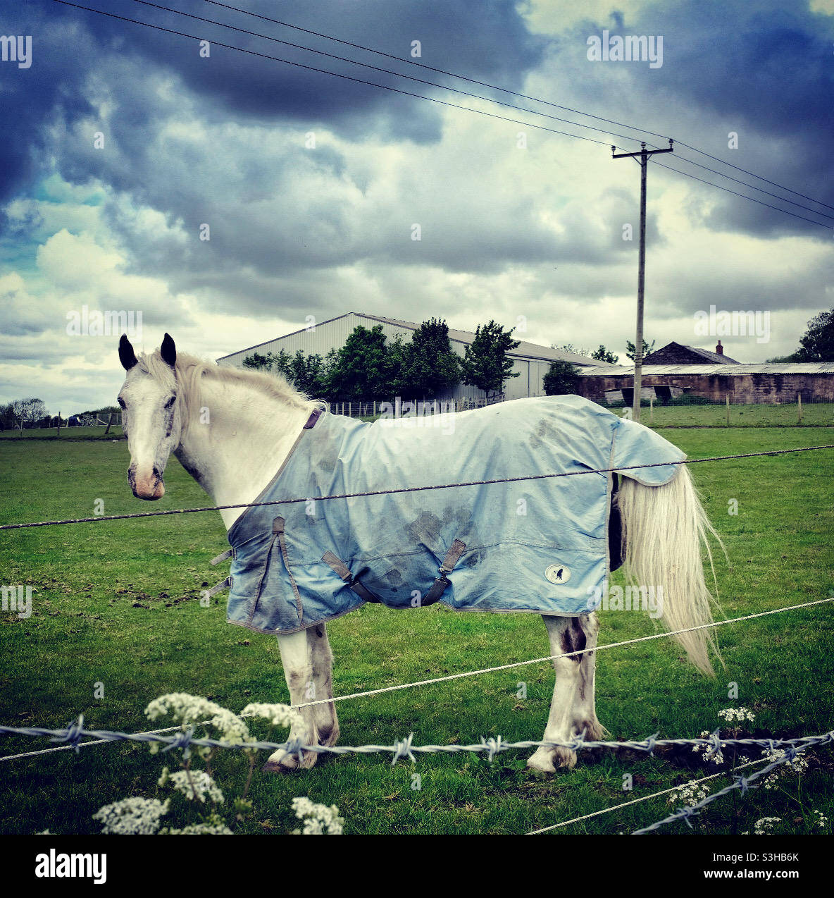 Horse Behind The Wire - Smartphone Captured Stock Image