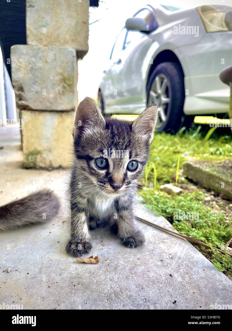 Black and sale gray kitten