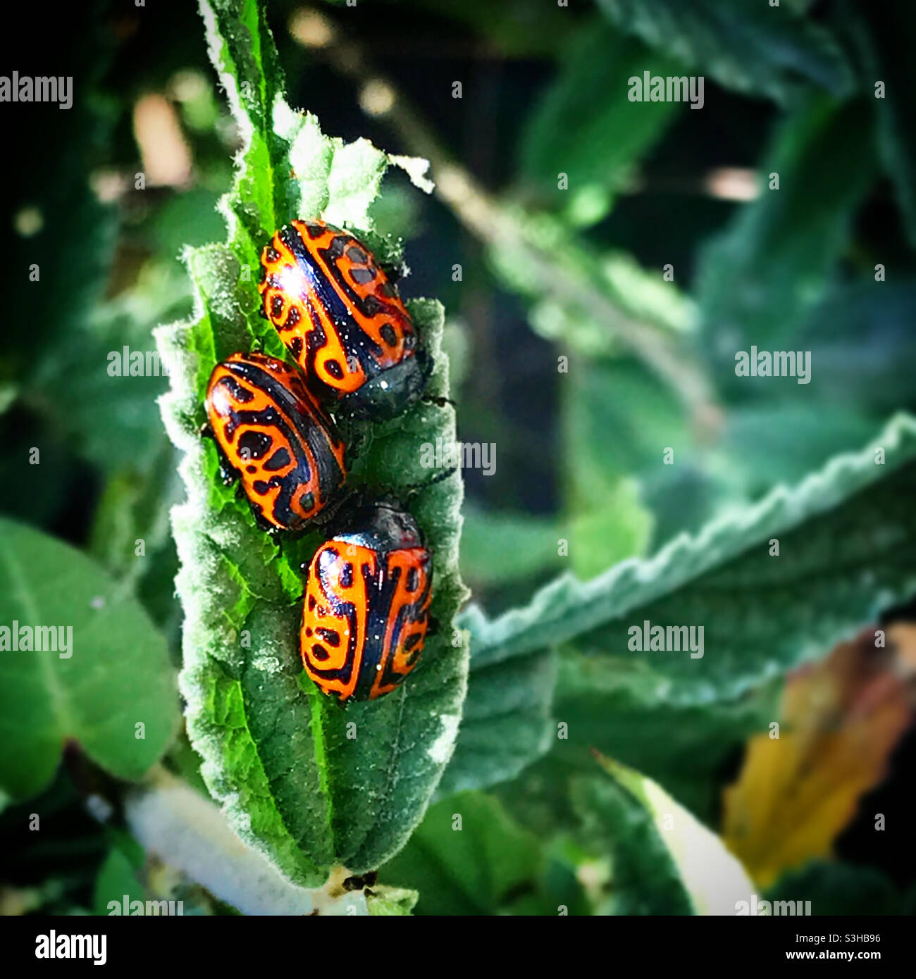 Three ladybugs in a green leaf in a forest in Mexico Stock Photo