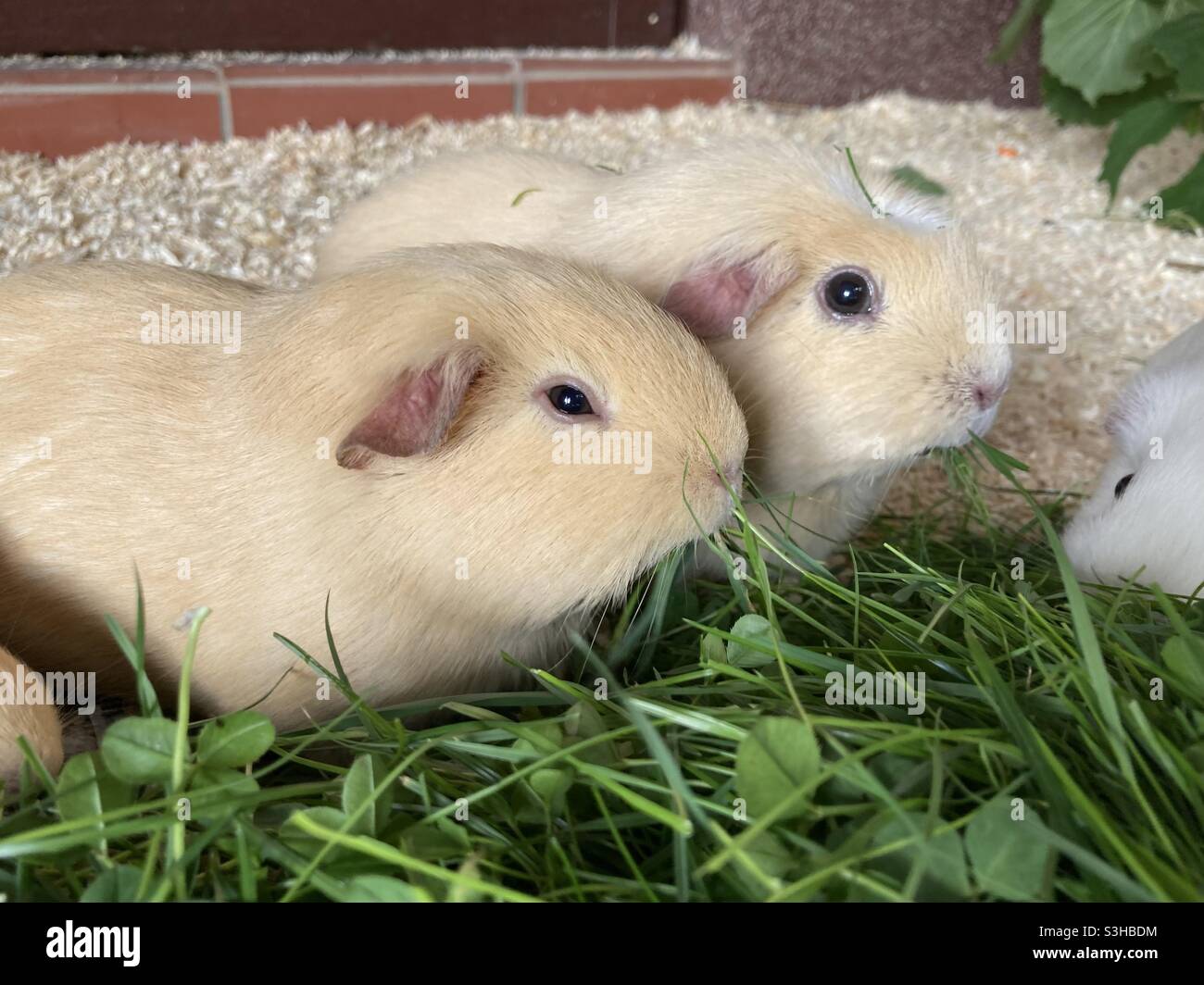 Two Guinea Pigs - Smartphone Captured Stock Image