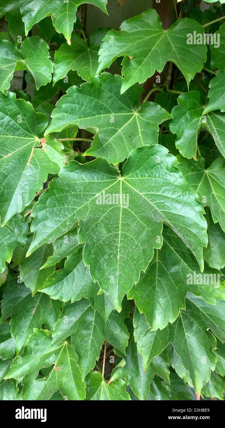 Lush green ivy leaves and plant growing on the summer wall. Stock Photo