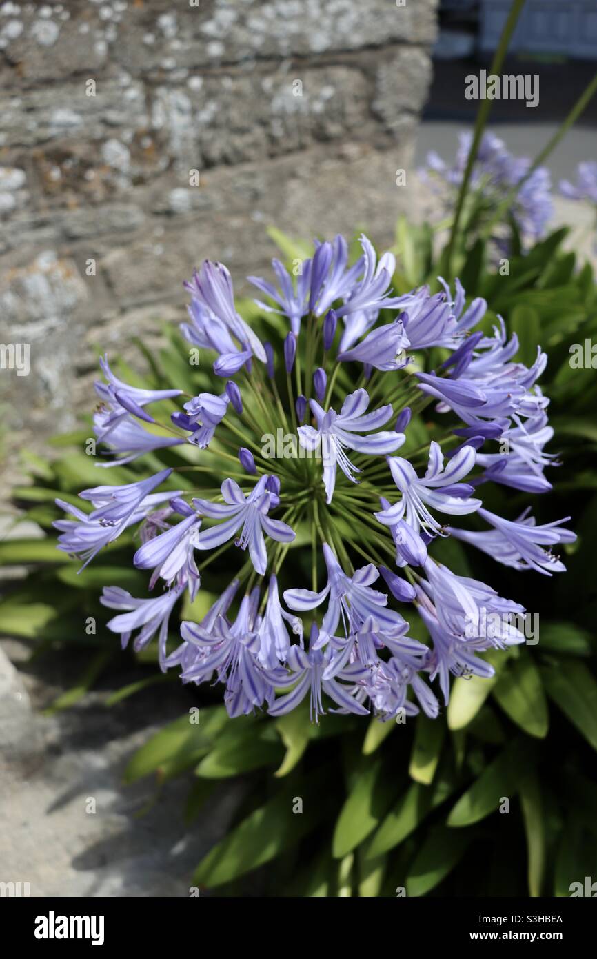 Agapanthus flowers in Brittany on summer - Smartphone Captured Stock Image