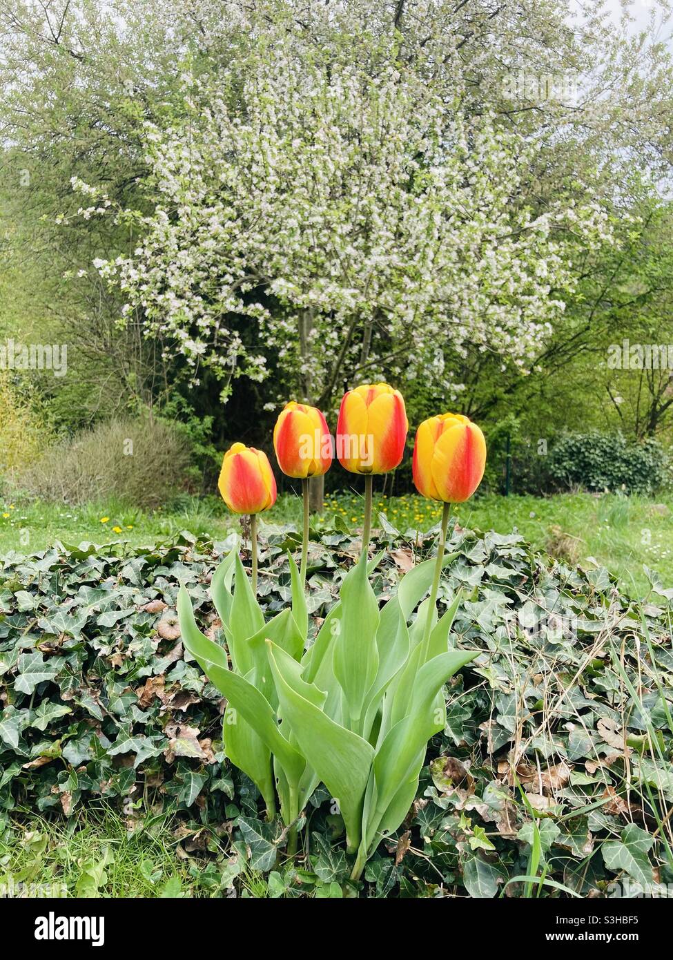 Tulips in the Garden - Smartphone Captured Stock Image