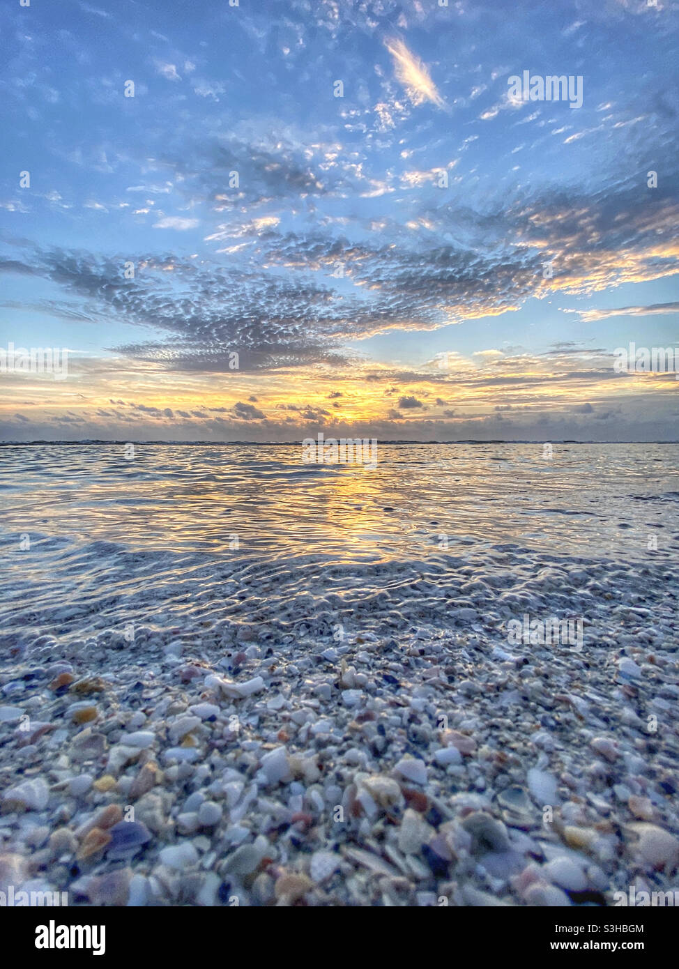 Seashells on beach at sunset - Smartphone Captured Stock Image