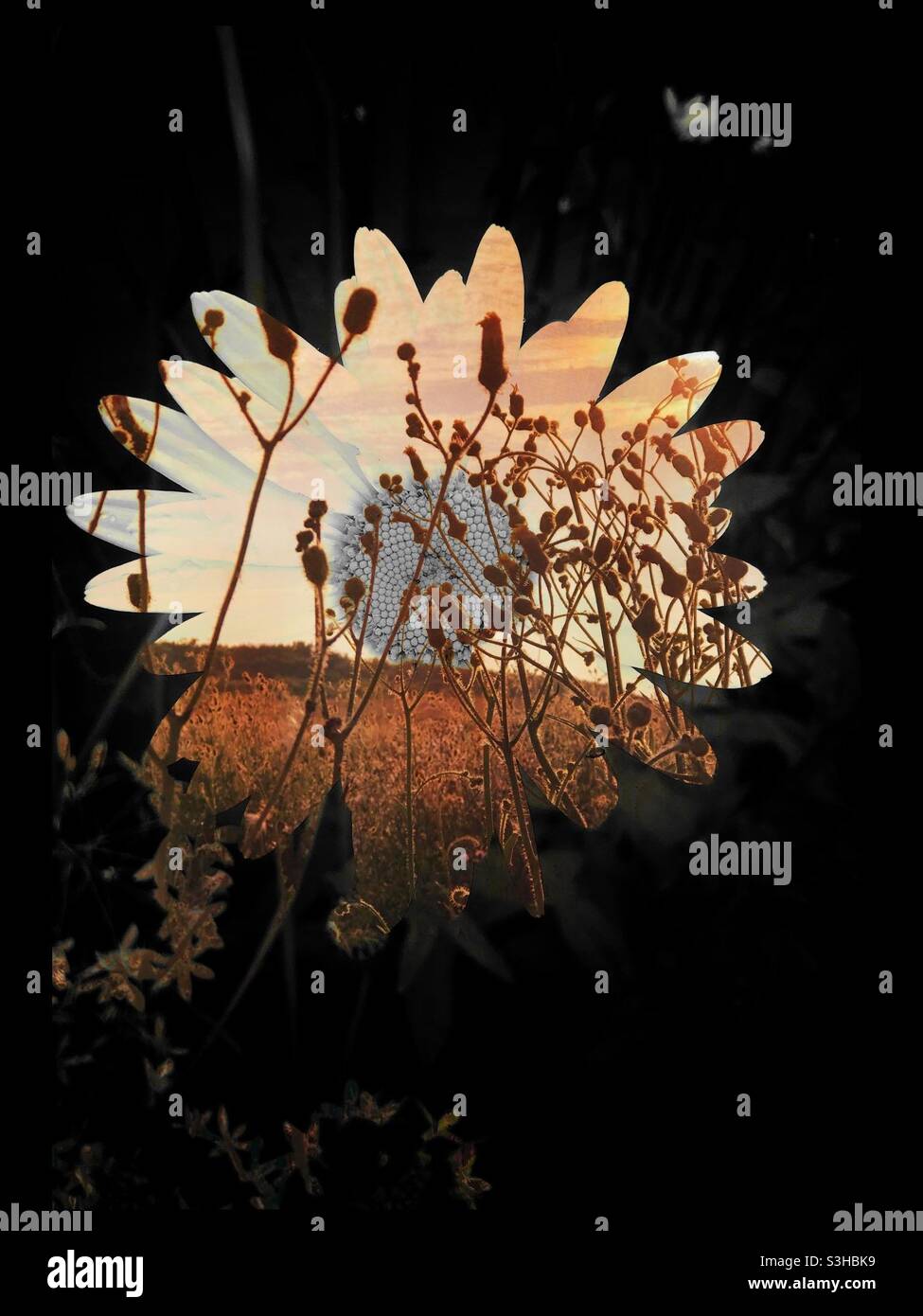 Double exposure - daisy and sunset - Smartphone Captured Stock Image
