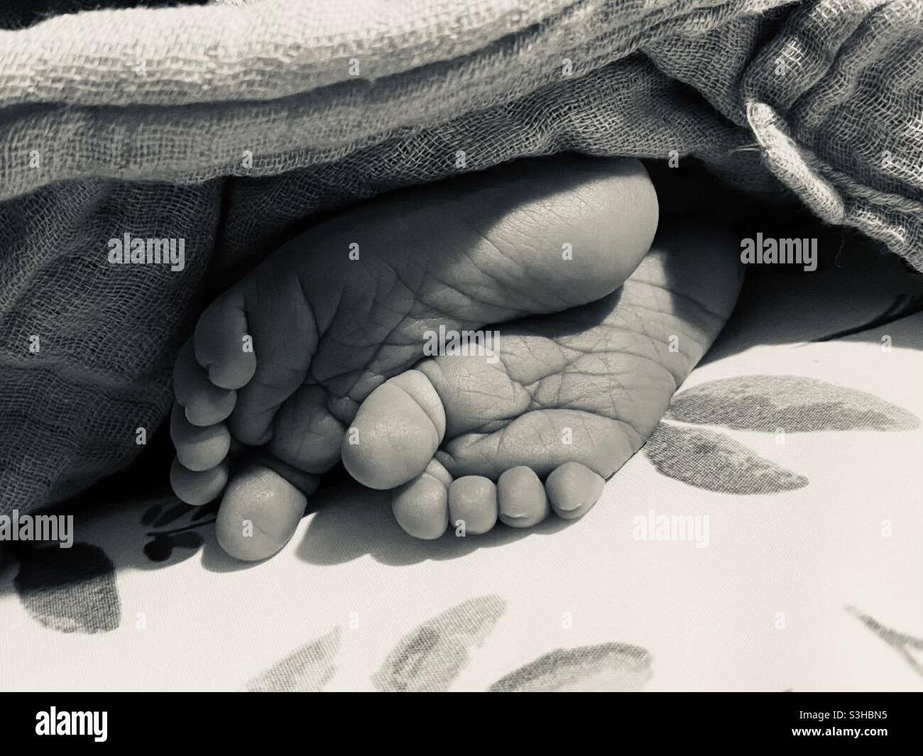 Newborn babies feet Stock Photo Alamy
