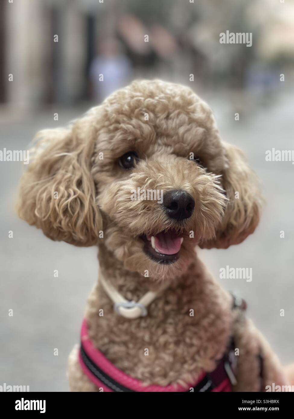 Poodle dog looking at the photographer - Smartphone Captured Stock Image