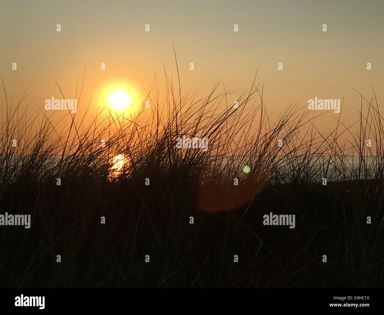 Tufts of grass in front of a Sunset - Smartphone Captured Stock Image