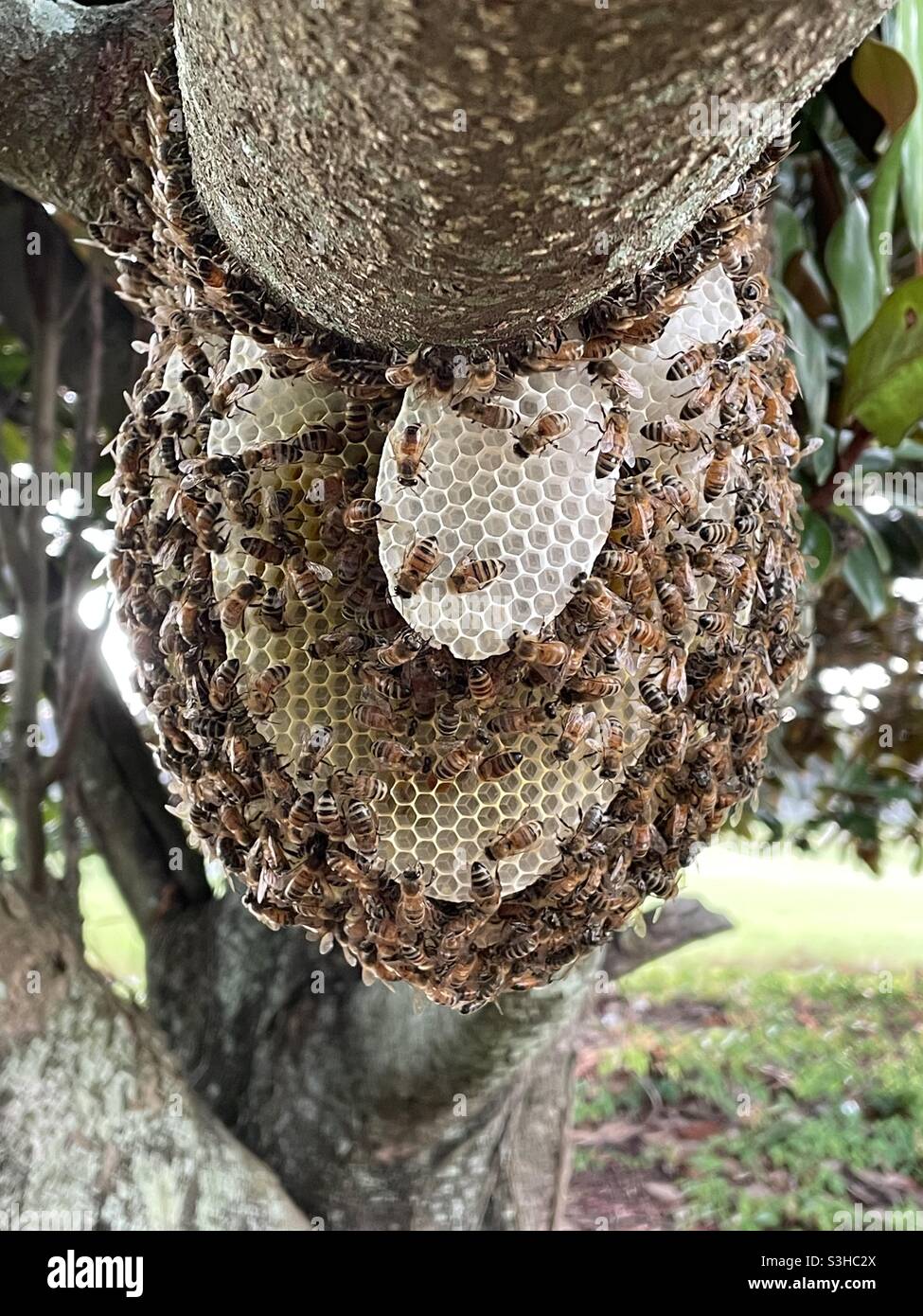 Front view of a large honeybee nest - Smartphone Captured Stock Image