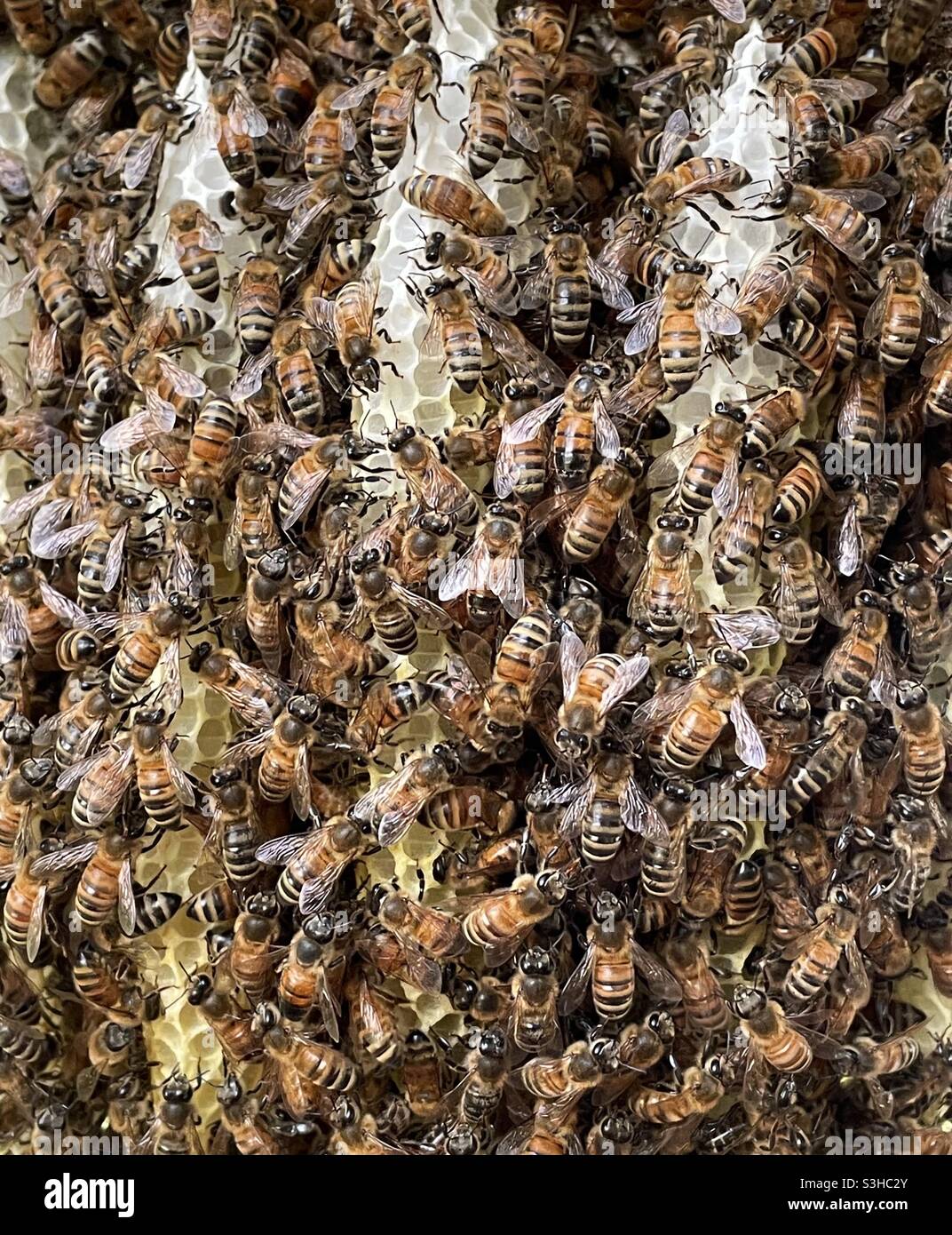 Full background of honeybees on a nest - Smartphone Captured Stock Image