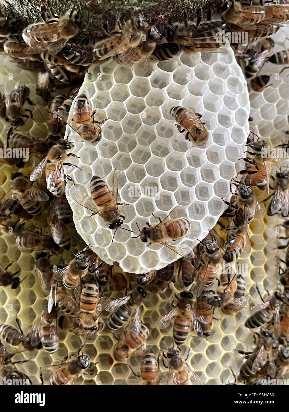 Closeup details of a honeybee nest - Smartphone Captured Stock Image