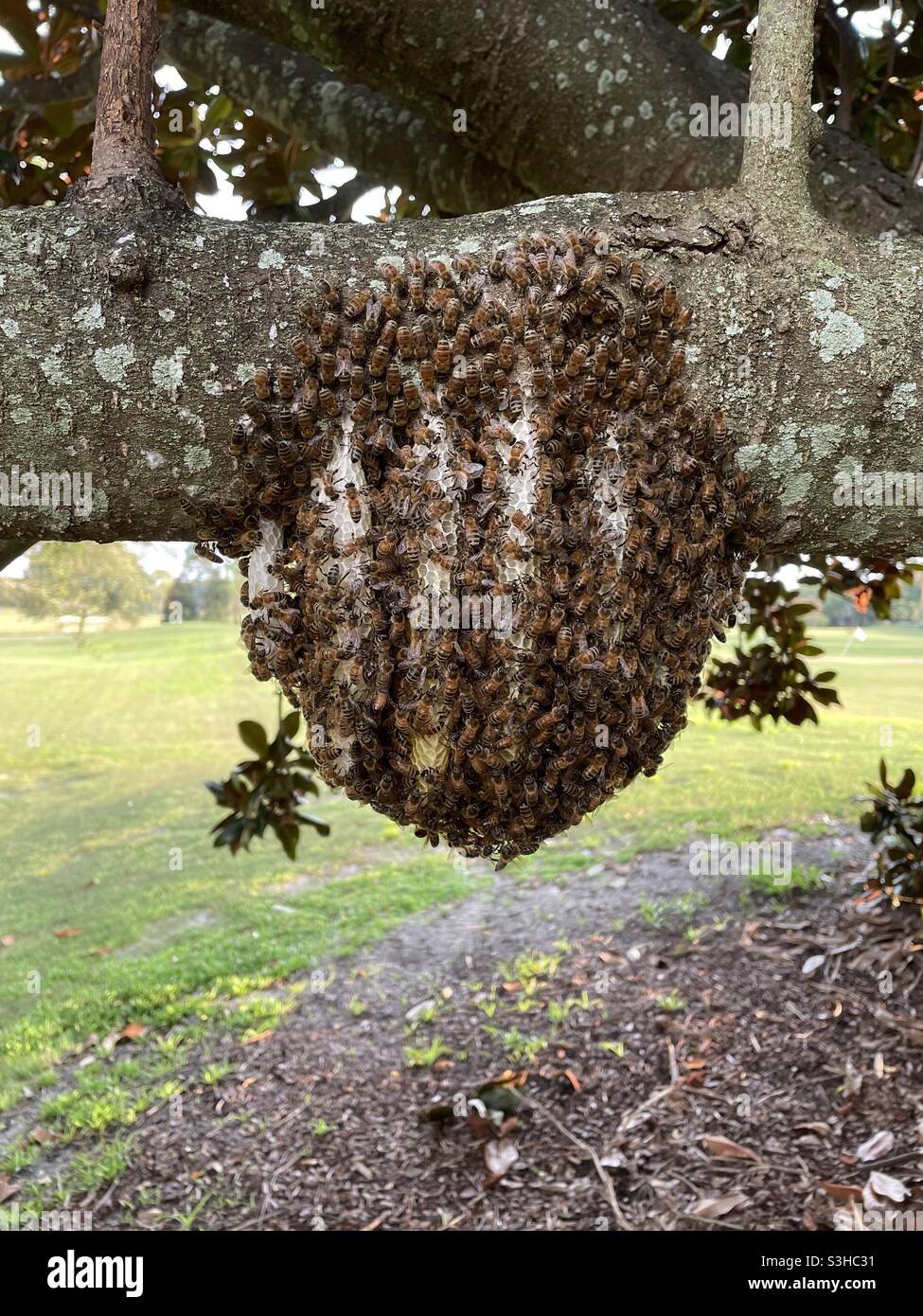 Large honeybee nest hanging from a tree branch - Smartphone Captured Stock Image