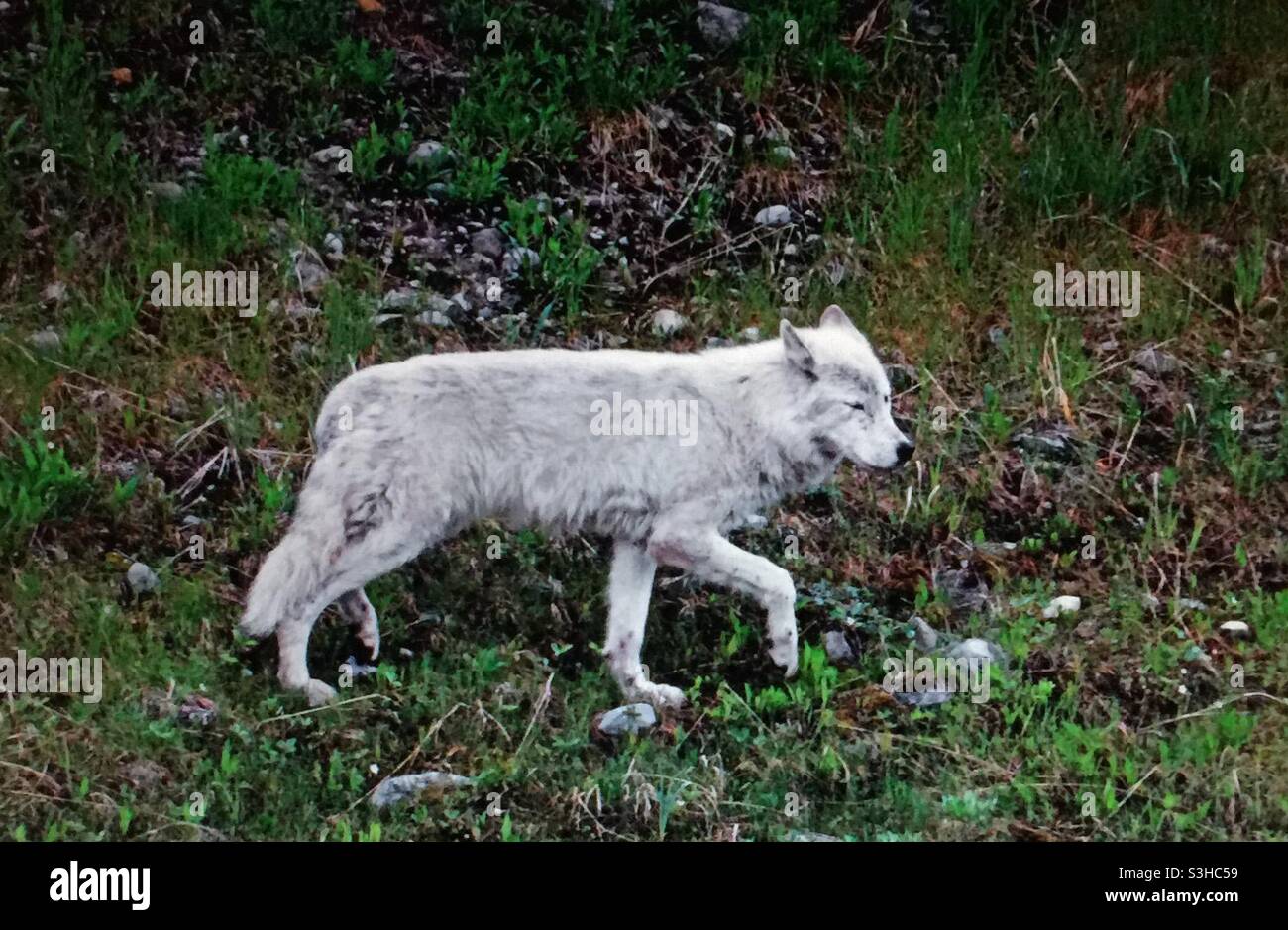 Timber wolf, white, wildlife, wilderness, - Smartphone Captured Stock Image