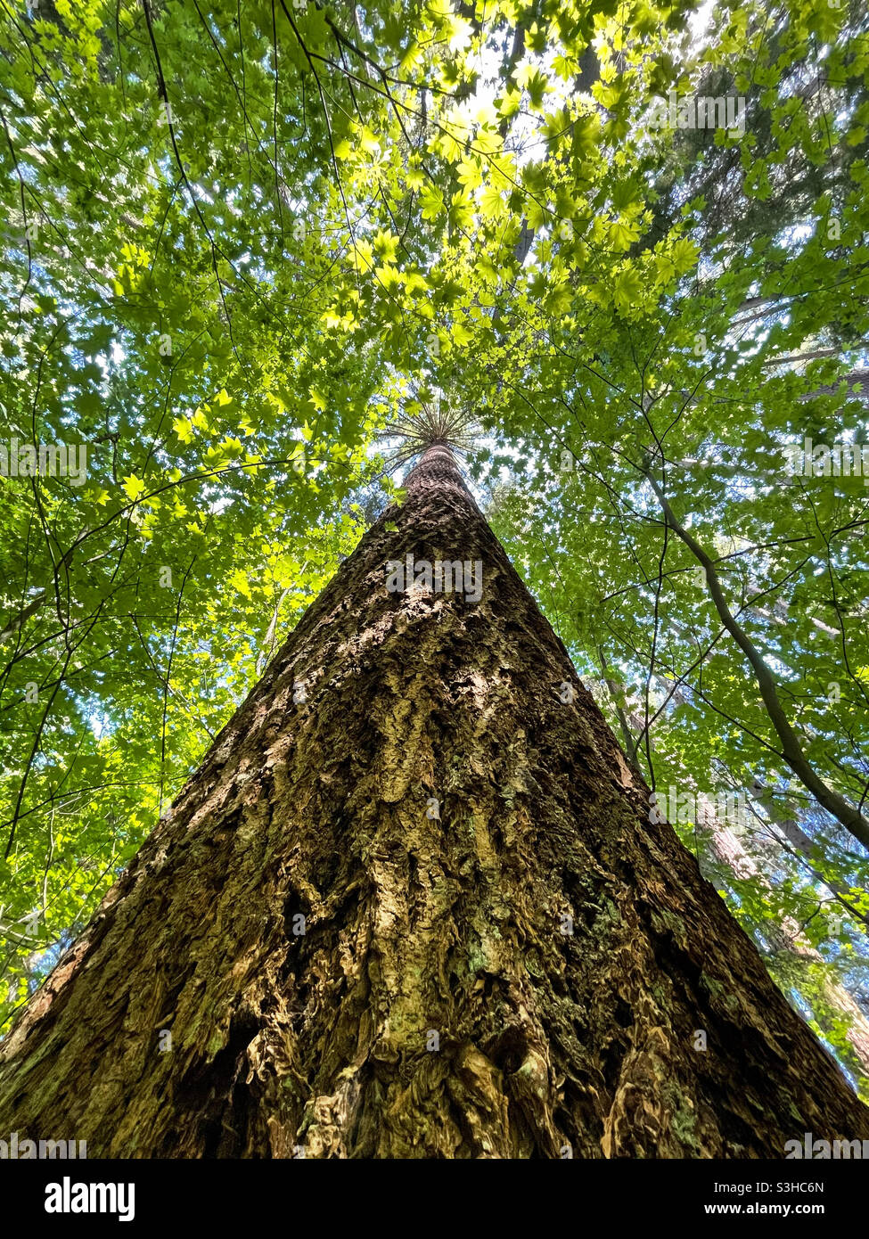 Old Growth Fir Stock Photo - Alamy