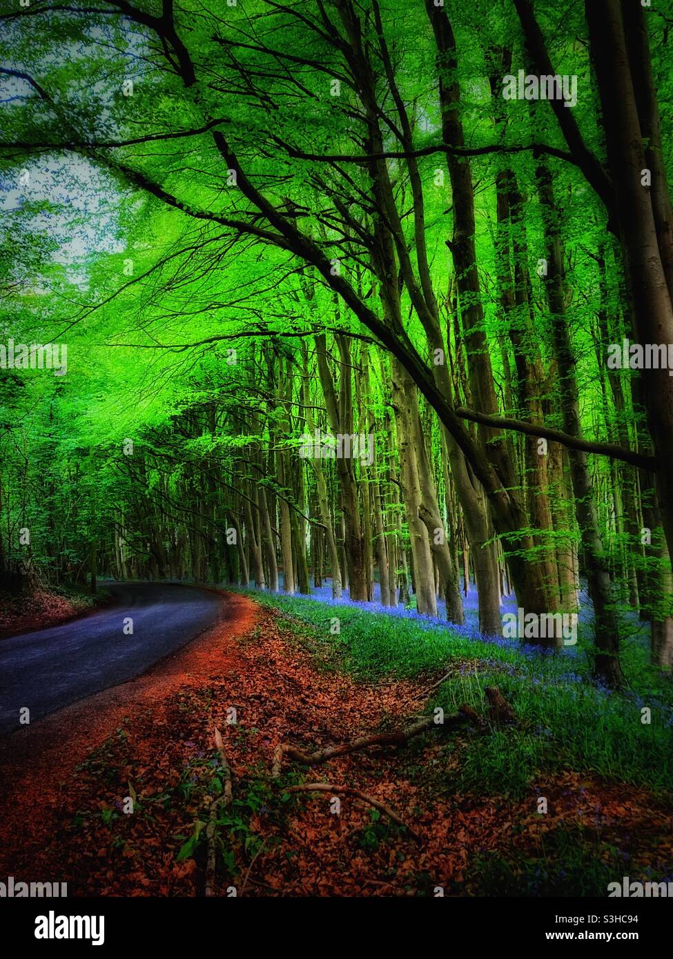 Bluebell forest road - Wrington Hill, Mendips, North Somerset, UK Stock Photo