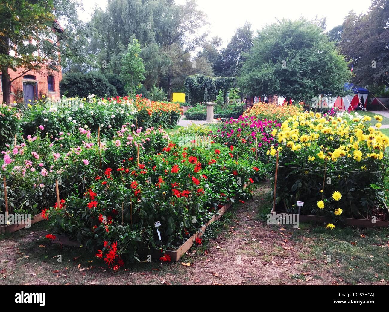 Flower beds with various dahlia flowers - Smartphone Captured Stock Image