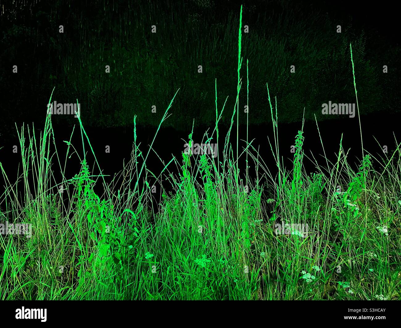 Long green grass against a dark shadow background. No people. Stock Photo