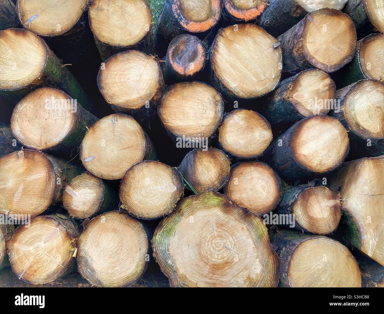 Cut logs background- Mendips- North Somerset- UK - logging - forestry commission- forest management- deforestation- trunk ends Stock Photo